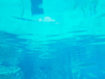 Close-up of jellyfish swimming in water