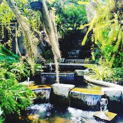 Plants growing by pond in garden