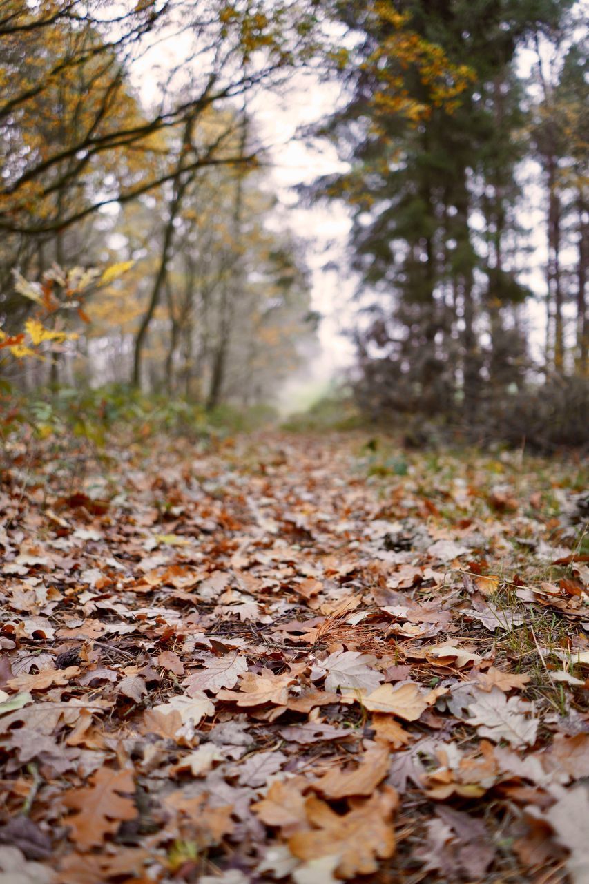 AUTUMN LEAVES FALLEN ON LAND IN FOREST