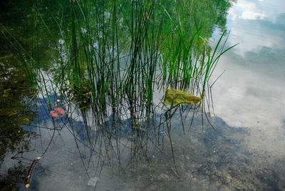 High angle view of plants in lake