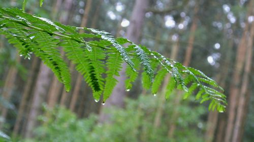 Close-up of water drops on leaf