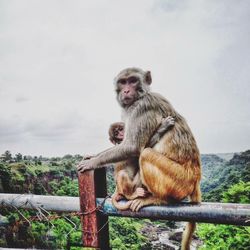 Full length of monkey with infant on metal railing by mountains against sky