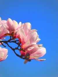 Low angle view of cherry blossoms against blue sky