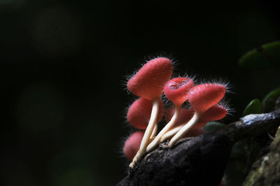 Close-up of red flower