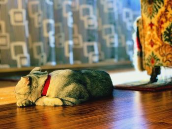 Close-up of a dog sleeping on table