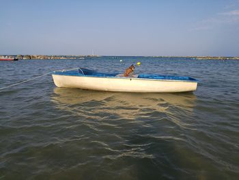 Dog in boat on sea against clear sky