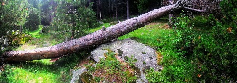 Trees in forest