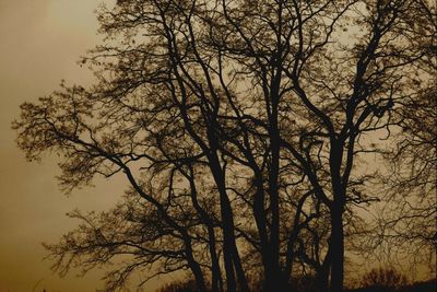 Low angle view of bare trees against sky