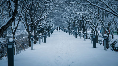 Snow covered trees in winter