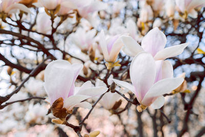 Close-up of white cherry blossom