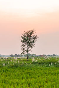 Tree on field against sky during sunset