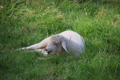 Duck resting in a field