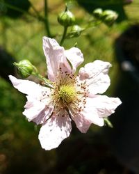 Close-up of white flowers blooming outdoors