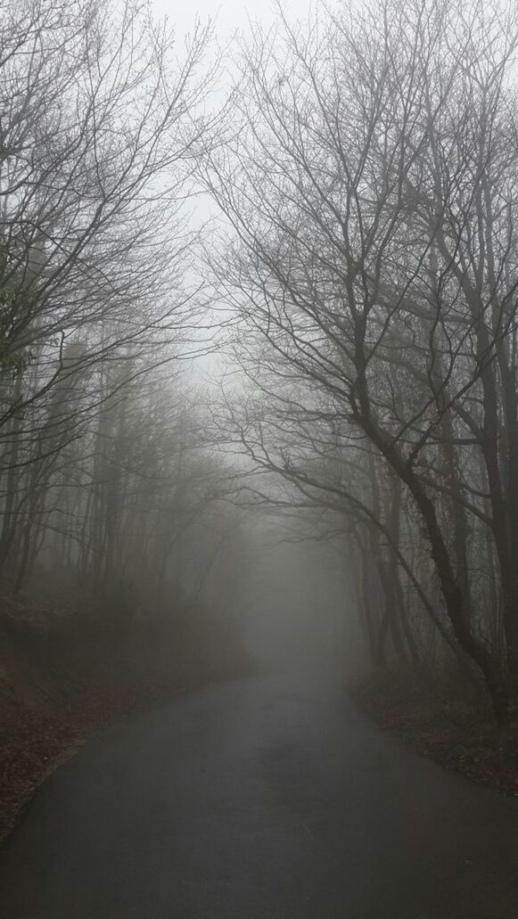 ROAD PASSING THROUGH FOREST