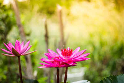 Close-up of pink flower