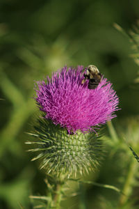 Close-up of bee on purple flower