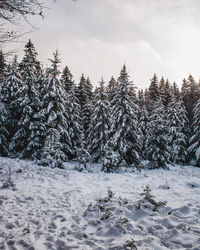 Snow covered pine trees against sky during winter