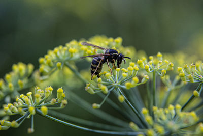 Close-up of butterfly pollinating on flower