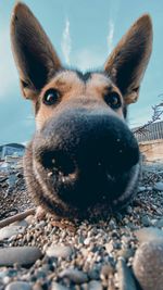 Close-up portrait of dog by pebbles against sky
