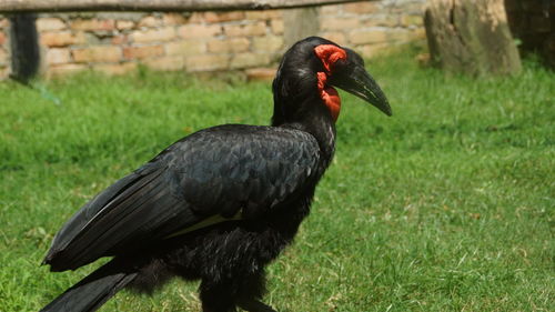 Close-up of a duck on field