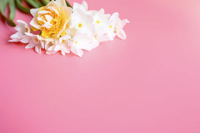 Close-up of pink flower against white background