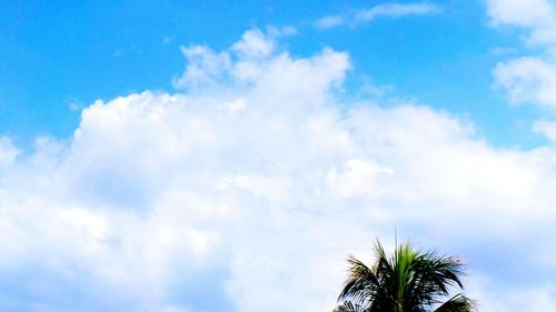 Low angle view of palm trees against cloudy sky