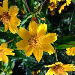 Close-up of yellow flower