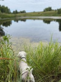 Low section of person on field by lake