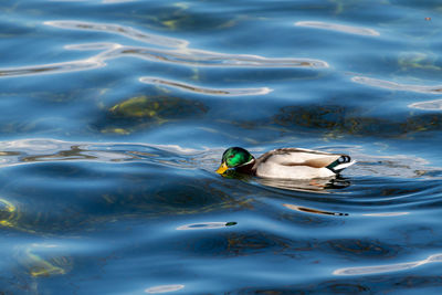 High angle view of duck swimming in lake