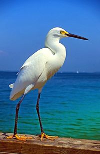 Close-up of heron perching on shore against sea
