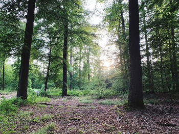 Trees in forest