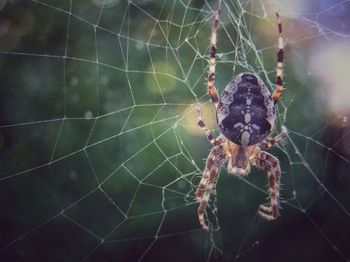 Close-up of spider web