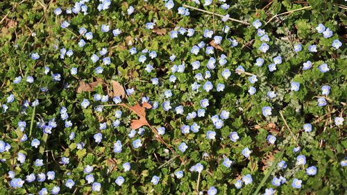 Close-up of white flowering plants on field