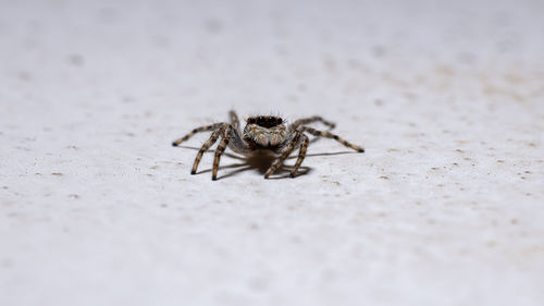 Close-up of spider