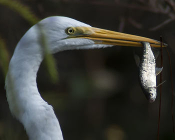 Close-up side view of a bird with catch