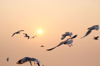 Birds flying against sky at sunset