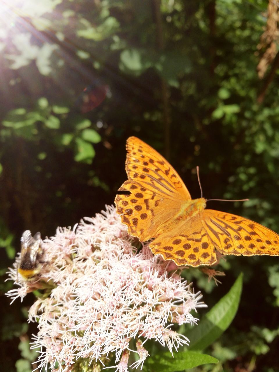 flower, beauty in nature, invertebrate, animals in the wild, plant, flowering plant, animal wildlife, animal, animal themes, insect, one animal, close-up, nature, butterfly - insect, animal wing, fragility, focus on foreground, growth, petal, vulnerability, no people, flower head, pollination, outdoors, butterfly