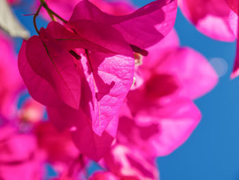 Close-up of pink flowering plant