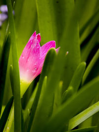 Close-up of pink flowers