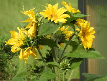 Close-up of yellow flowering plant