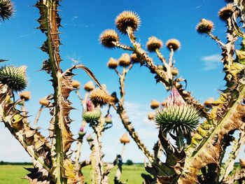 Close-up of flowers against sky