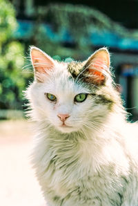 Close-up portrait of cat