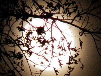 Low angle view of trees at sunset