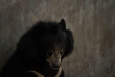 Close-up of an animal