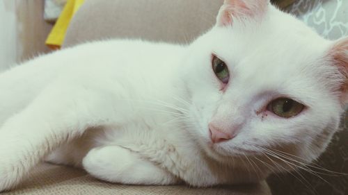 Close-up portrait of cat