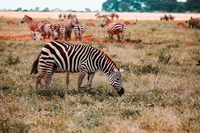Zebras in a field