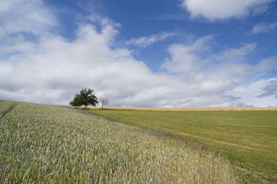 Scenic view of agricultural field with single tree against scenic sky