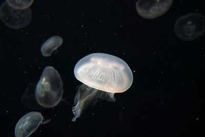 Jellyfish swimming in sea