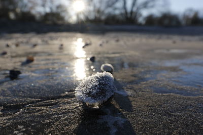 Close-up of crab on beach during winter