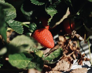 Close-up of strawberry growing on plant